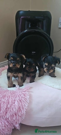 Yorkshire Terrier dogs - Advert 1