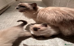 Ragdoll cats for sale: Blue seal point lynx ragdoll pedigree - Image 6