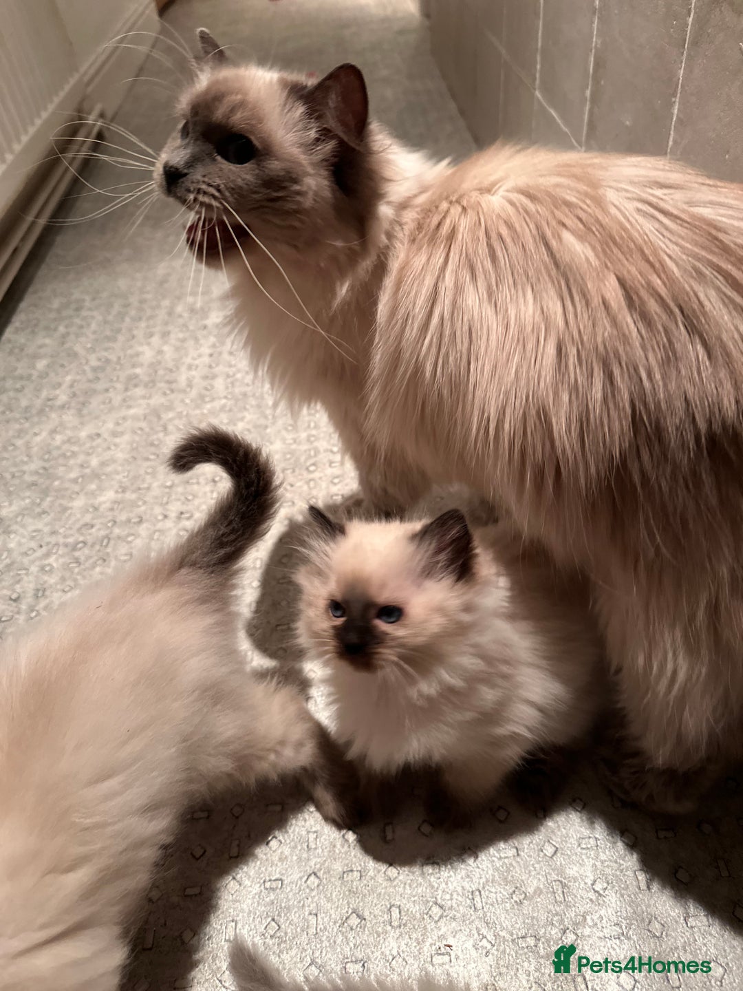 Ragdoll cats for sale: Blue seal point lynx ragdoll pedigree - Image 6