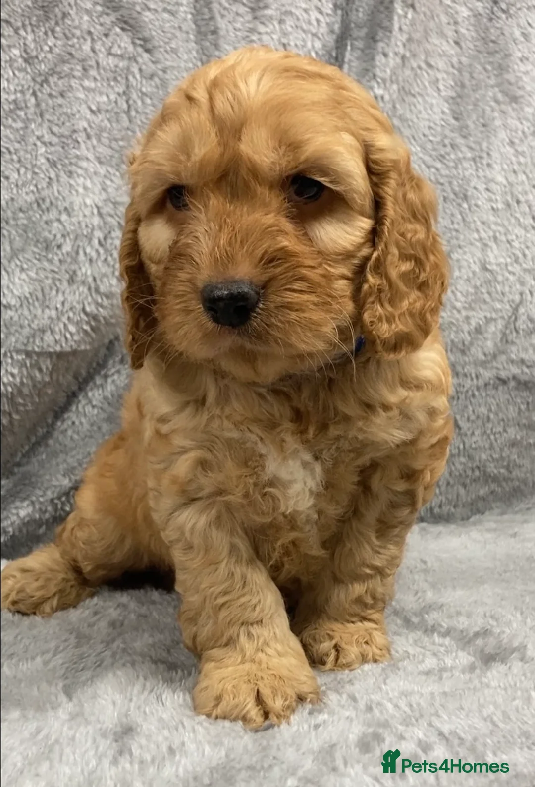Cockapoo dogs for sale: F1 Cockapoo (from showtype Cocker Spaniel) - Advert 1