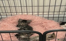 Ragamese cats for sale: Beautiful ragamese/bengal - Image 14