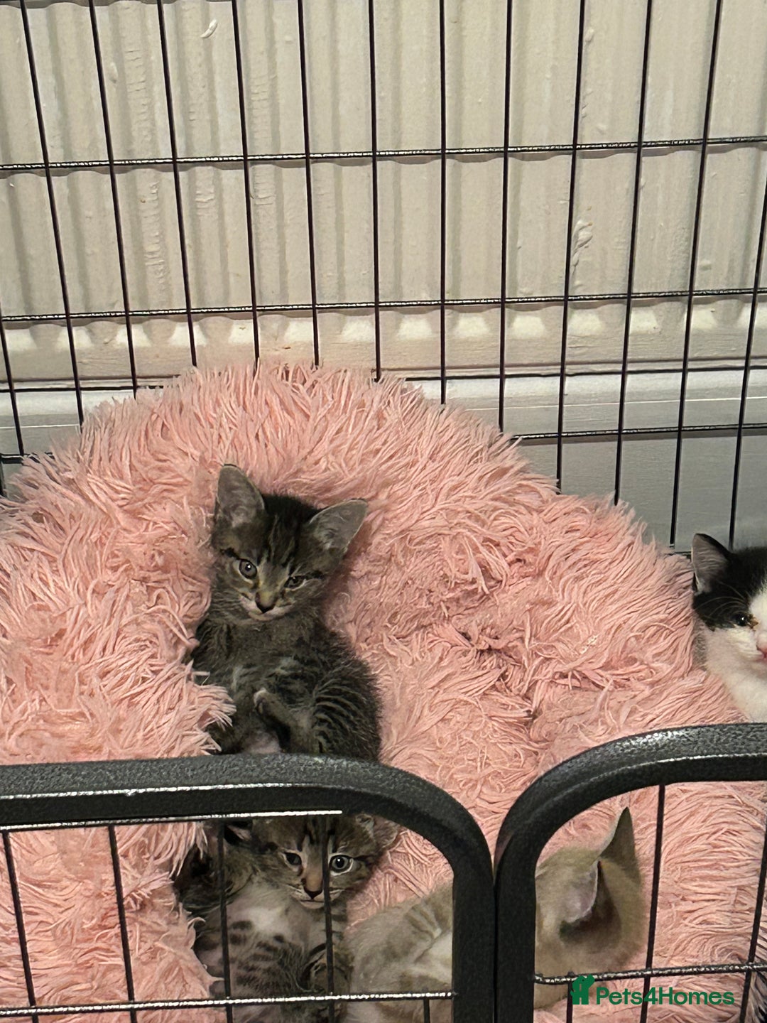 Ragamese cats for sale: Beautiful ragamese/bengal - Image 14