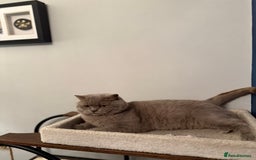 British Shorthair cats for sale: Neutered GCCG CHAMPION lilac Male - Image 1