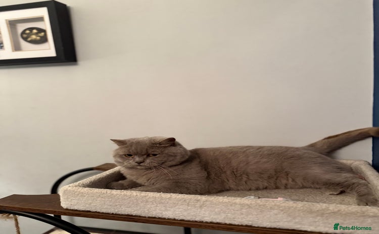 British Shorthair cats - Advert 12
