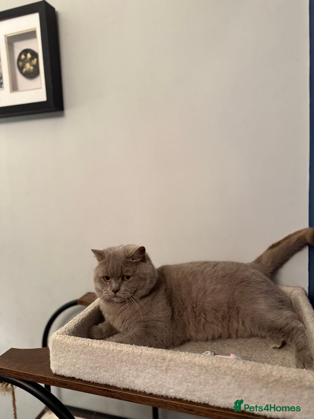 British Shorthair cats for sale: Neutered GCCG CHAMPION lilac Male - Image 1
