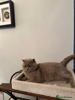British Shorthair cats - Advert 13