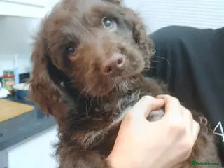 Cockapoo dogs F1 miniature cockapoo male last one left - Advert 15