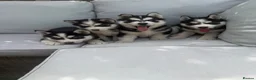 Siberian Husky dogs for sale: 4 beautiful huskies for sale in Dagenham - Advert 3
