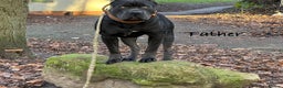 Cane Corso dogs for sale: Full bloodline Cane Corso Italiano FCI - Advert 20
