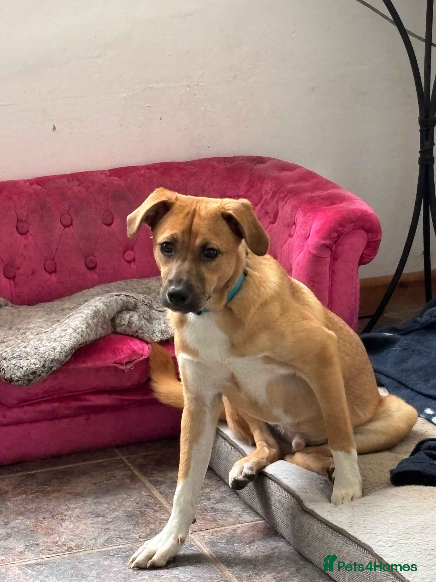 Mixed Breed dogs Georgie needs a doggy sibling 💙 - Advert 15