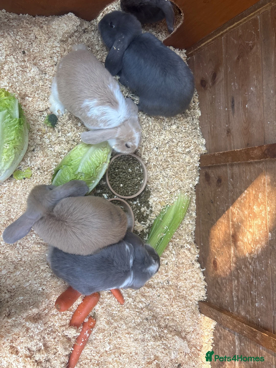 Mini Lop rabbits for sale: Mini lops  in Chipping Norton - Advert 2