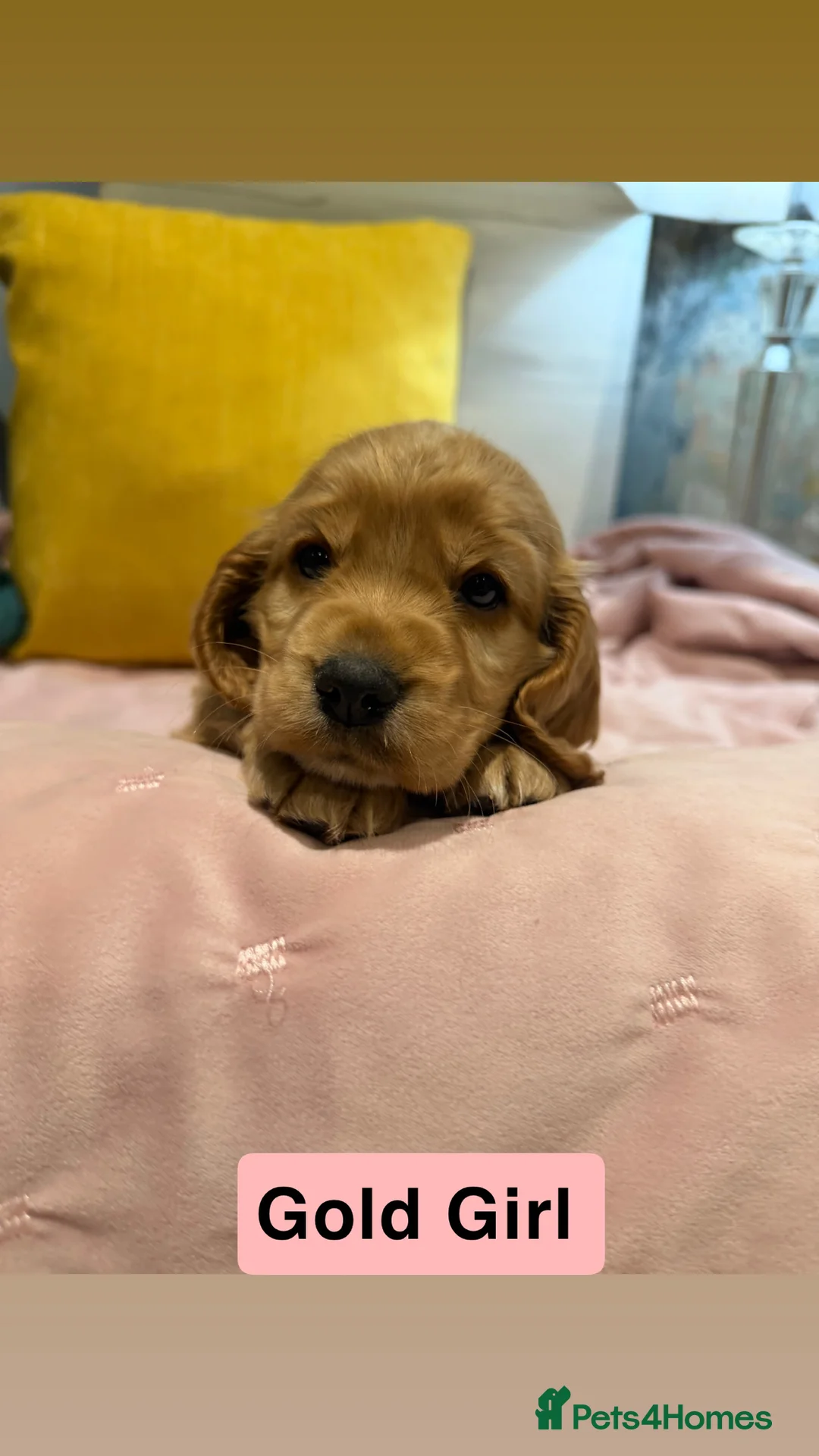 Cockapoo dogs for sale: Cockapoos  - Advert 6