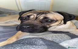 Cane Corso dogs for sale: Cane corso female  - Image 4