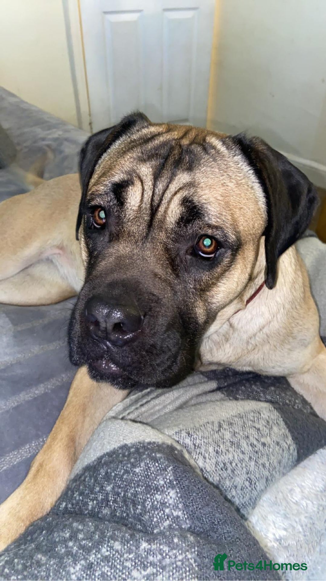 Cane Corso dogs for sale: Cane corso female  - Image 4