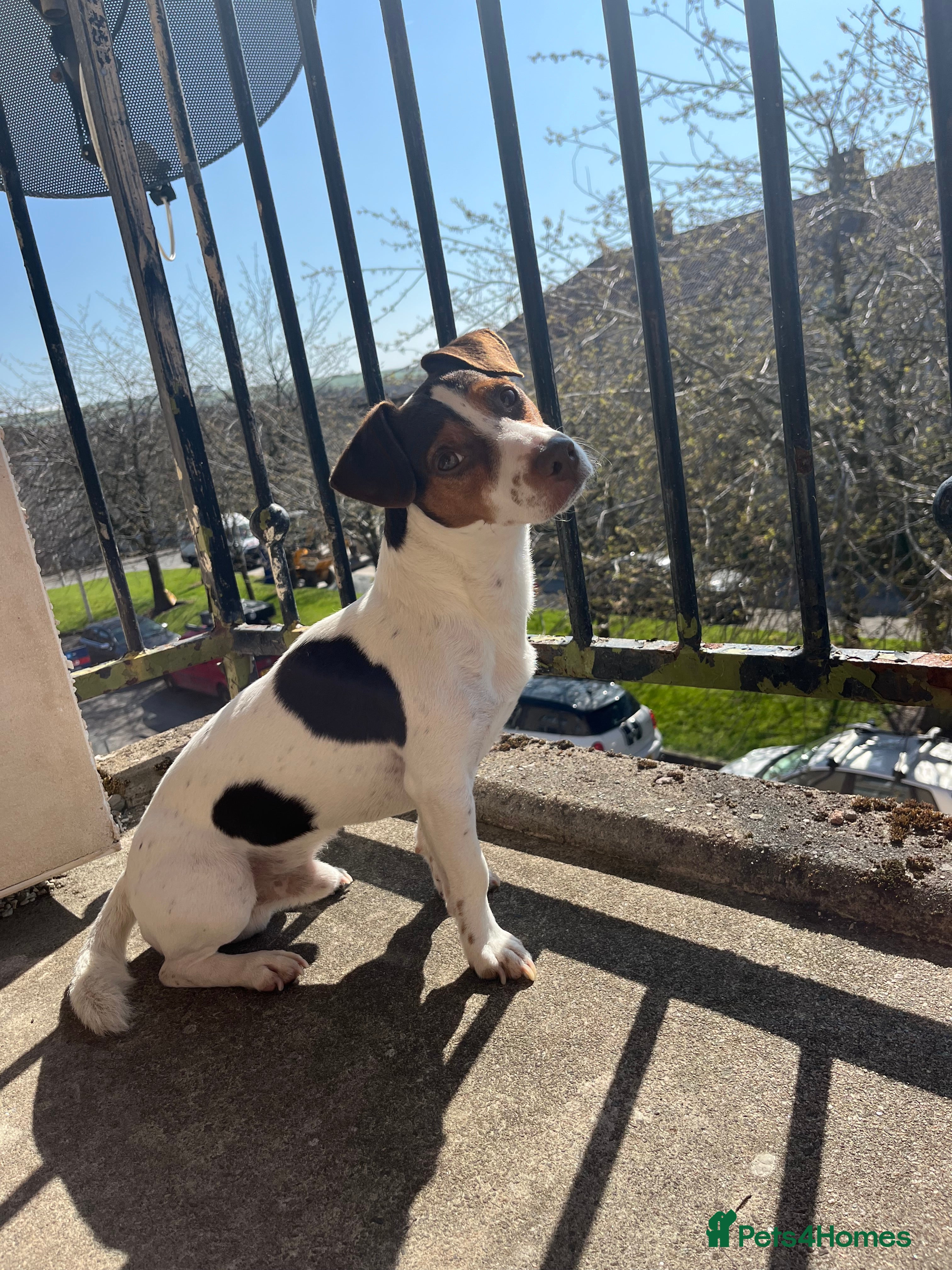 Jack Russell dogs Bruno for stud  - Advert 1