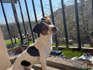 Jack Russell dogs Bruno for stud - Advert 1