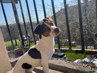 Jack Russell dogs Bruno for stud - Advert 12