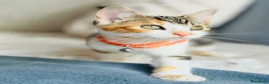 Turkish Angora 3