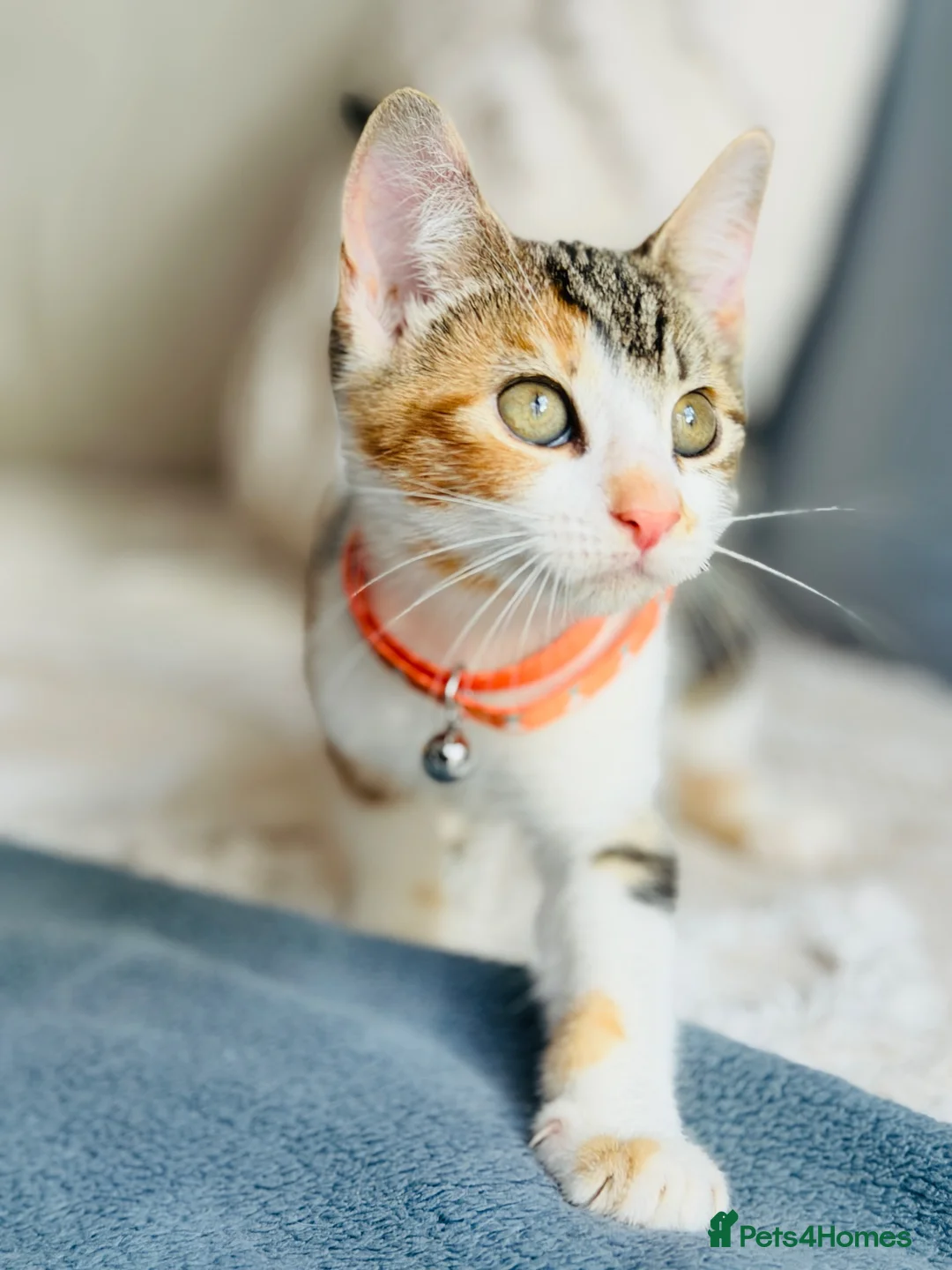 Turkish Angora cats for sale: 🐾 Unique Turkish Angora x Bengal Mix Kittens 🐾 - Advert 18