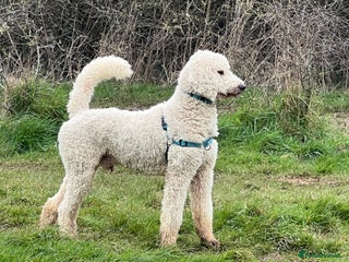 Standard Poodle dogs - Advert 1