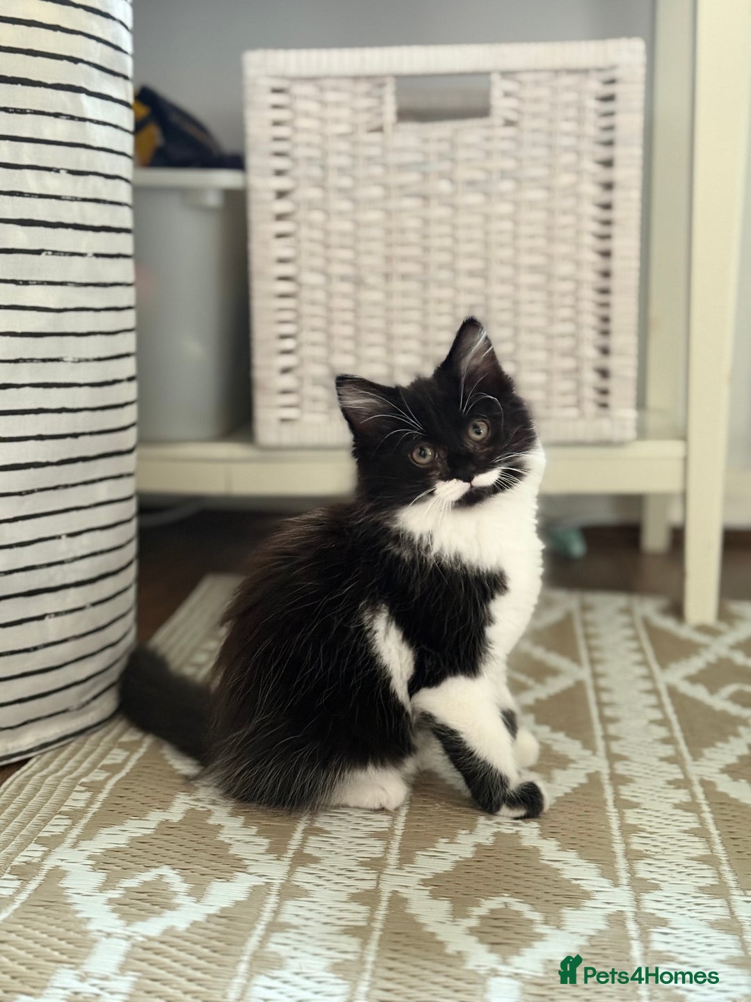 Domestic Shorthair cats for sale: Cute kittens for sale - Image 19