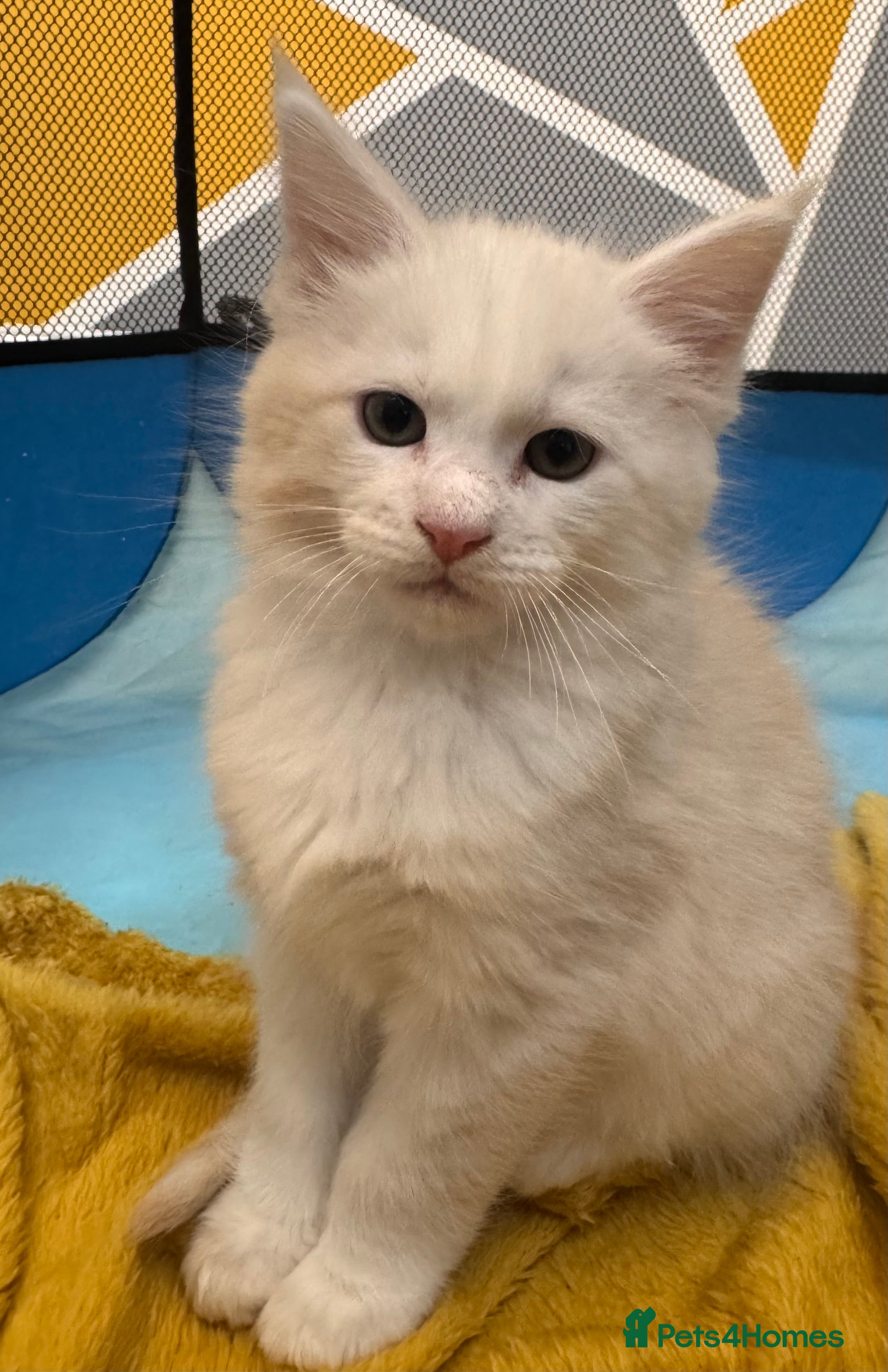 Maine Coon cats Purebred Maincoon Kittens  - Advert 2