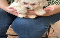 Bichon Frise dogs for sale: Bichon frise - Advert 5