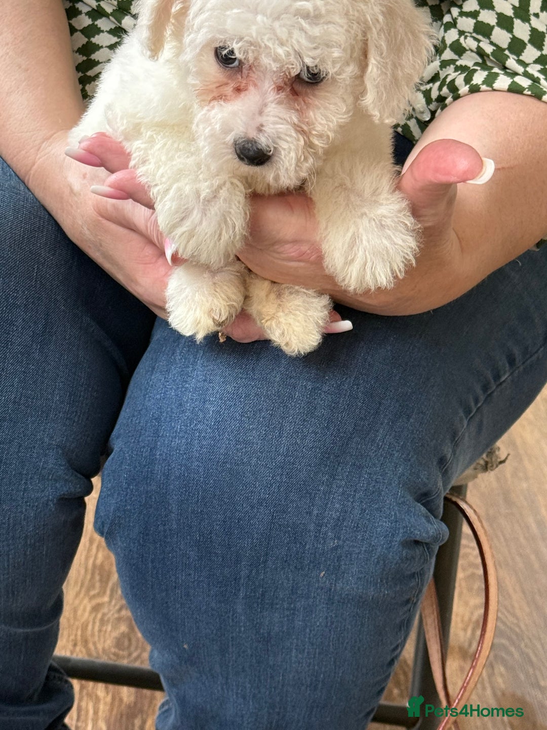 Bichon Frise dogs for sale: Bichon frise - Advert 5