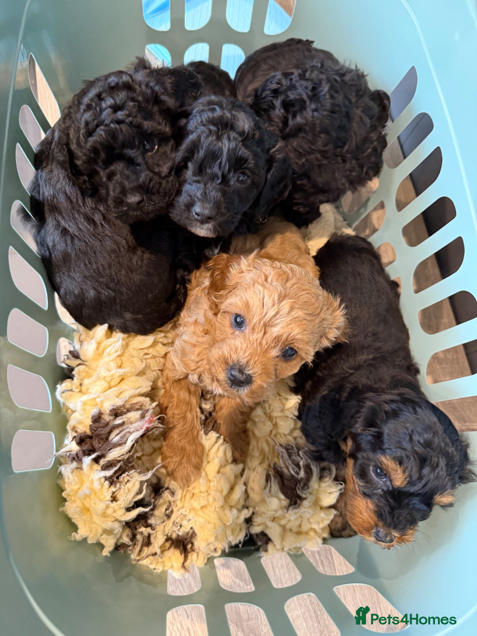 Cavapoochon dogs 2 cavapoochons available - Advert 7