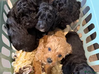 Cavapoochon dogs 2 cavapoochons available - Advert 7