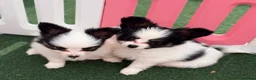 Papillon dogs for sale: Beautiful Pedigree Papillon Puppies in Stourport-on-Severn - Advert 6