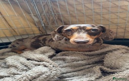 Miniature Dachshund dogs for sale: KC Registered Miniature Dachshunds (PRA Clear) - Image 14