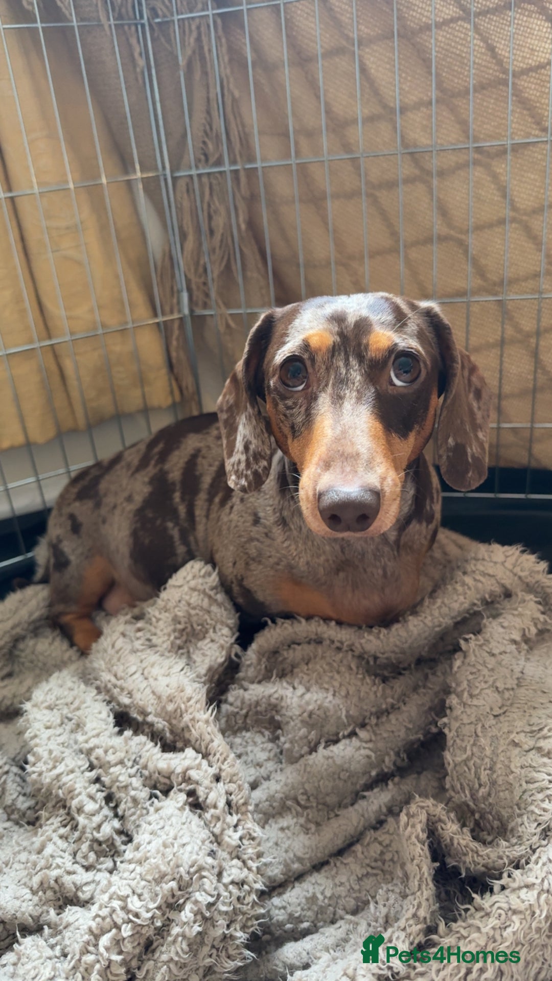 Miniature Dachshund dogs for sale: KC Registered Miniature Dachshunds (PRA Clear) - Image 14