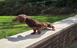 Miniature Dachshund dogs for stud: Choc & Tan Minature Dachshund STUD - Image 7
