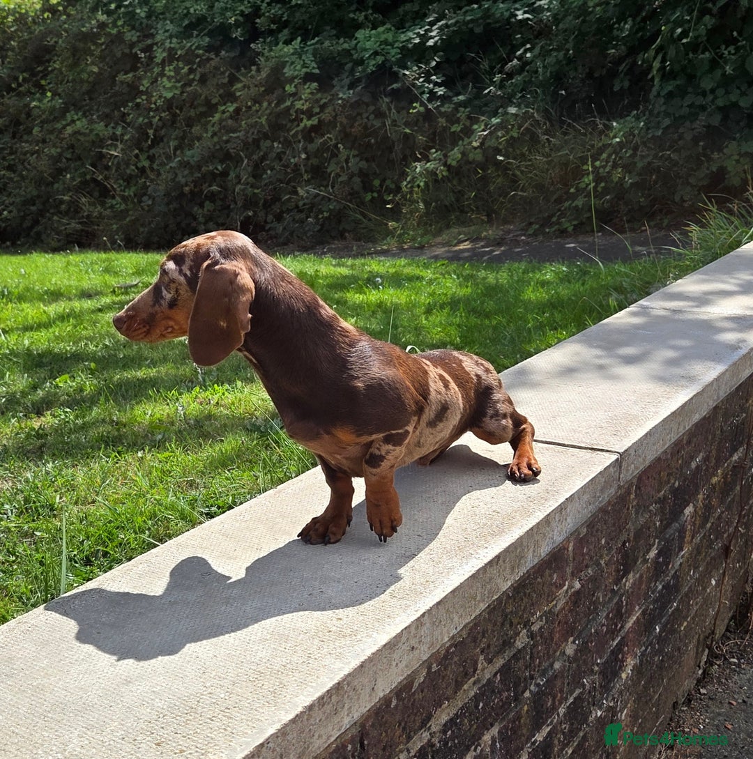 Miniature Dachshund dogs for stud: Choc & Tan Minature Dachshund STUD - Image 7
