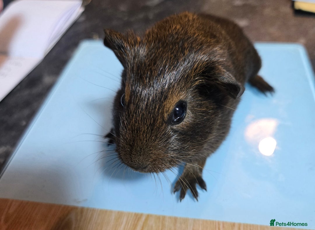 Guinea Pig rodents for sale: 4 beautiful dutch cross boys - Advert 2