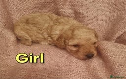 Cockapoo dogs for sale: Cockapoo  - Image 4