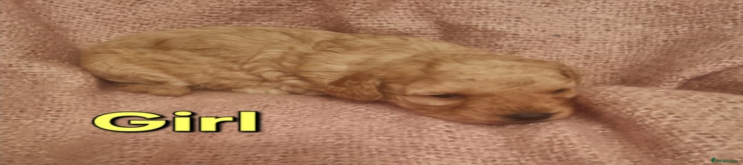 Cockapoo Puppy 4