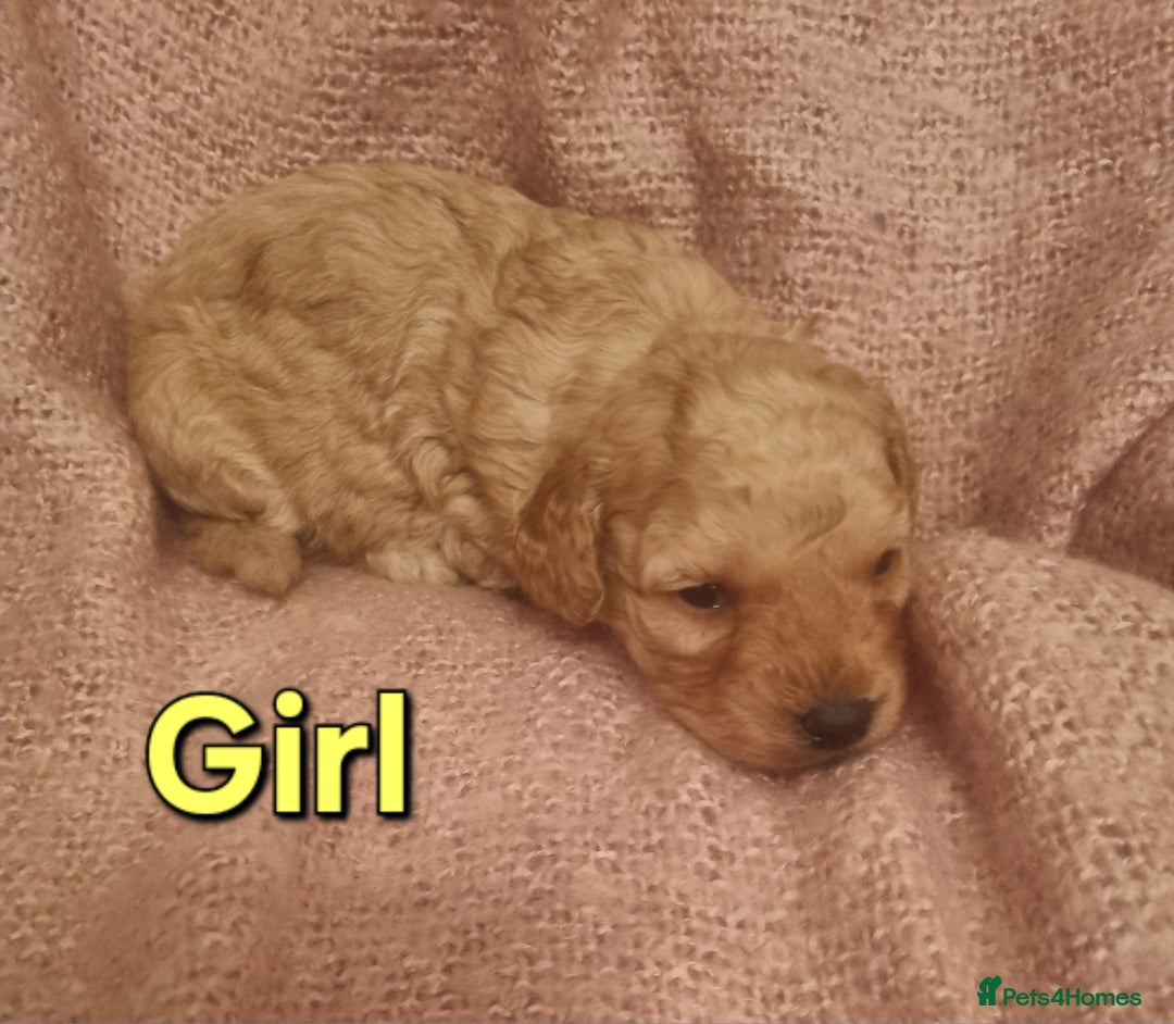 Cockapoo dogs for sale: Cockapoo  - Image 4