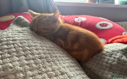 British Shorthair cats for sale: Two Beautiful Kiitens - blue sh & ginger tabby  - Image 3