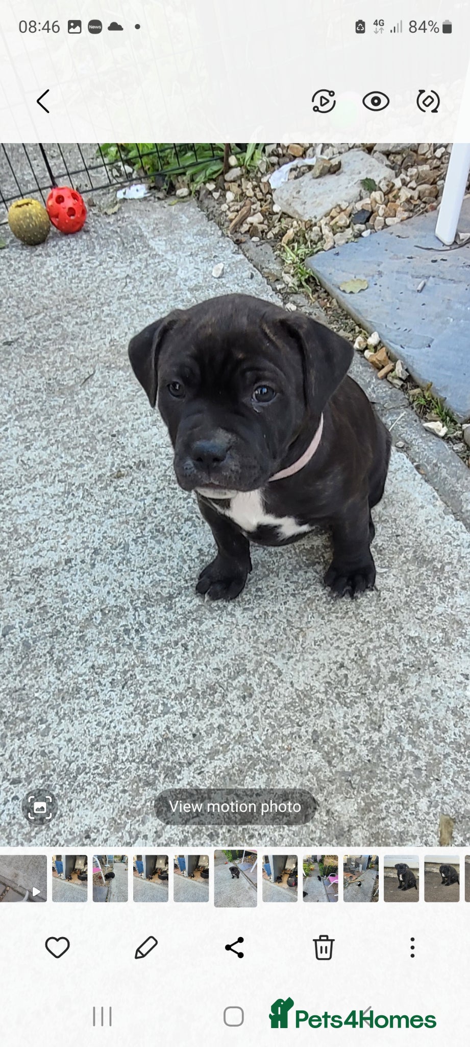 Mixed Breed dogs Staffy x - Advert 6