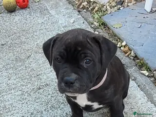 Mixed Breed dogs Staffy x - Advert 6