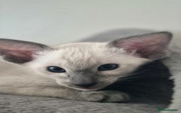 Oriental cats for sale: Oriental and Siamese Gccf registered kittens. - Image 19