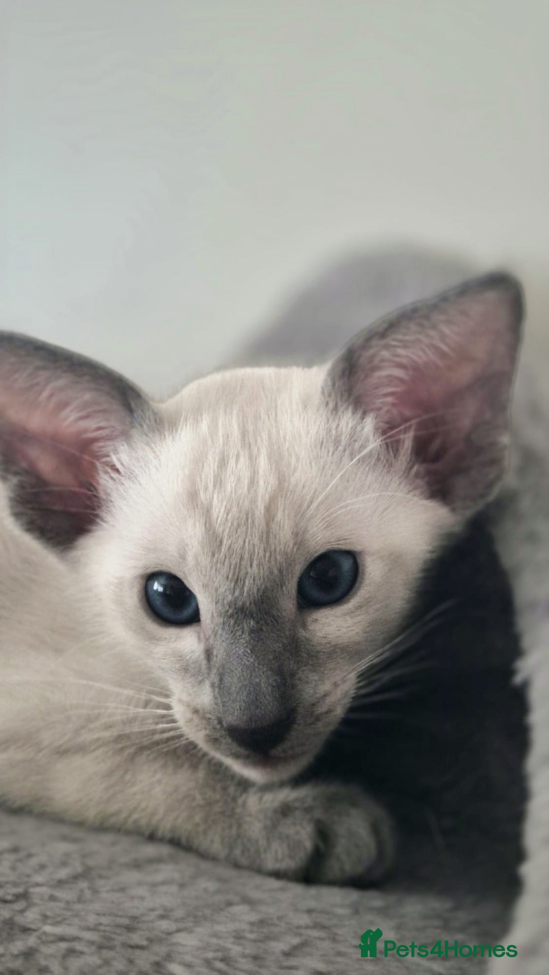 Oriental cats for sale: Oriental and Siamese Gccf registered kittens. - Image 19