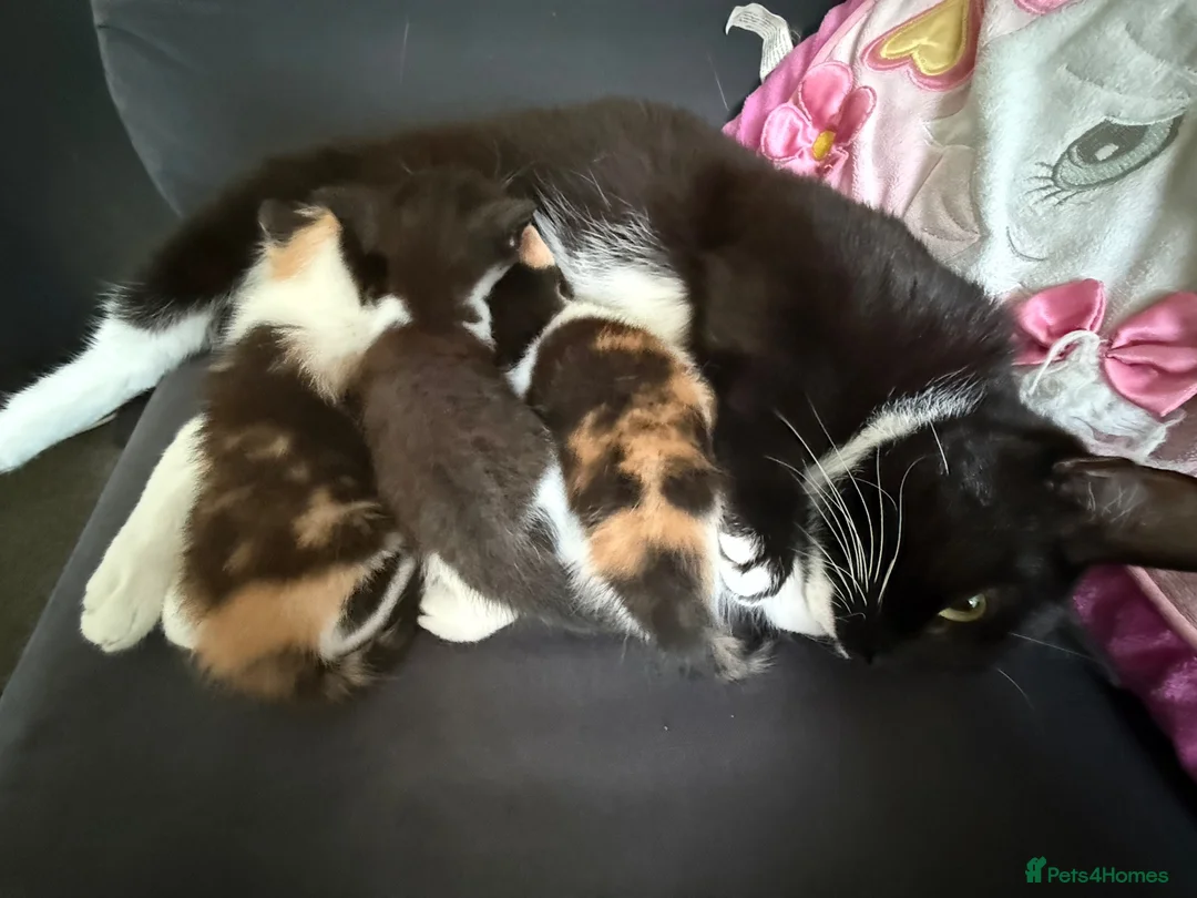 Mixed Breed cats for sale: 3 beautiful babies ready for their forever homes  in Chesterfield - Advert 14