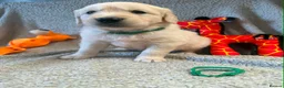 Golden Retriever dogs for sale: Gorgeous pups 2 boys - all tested - Advert 11