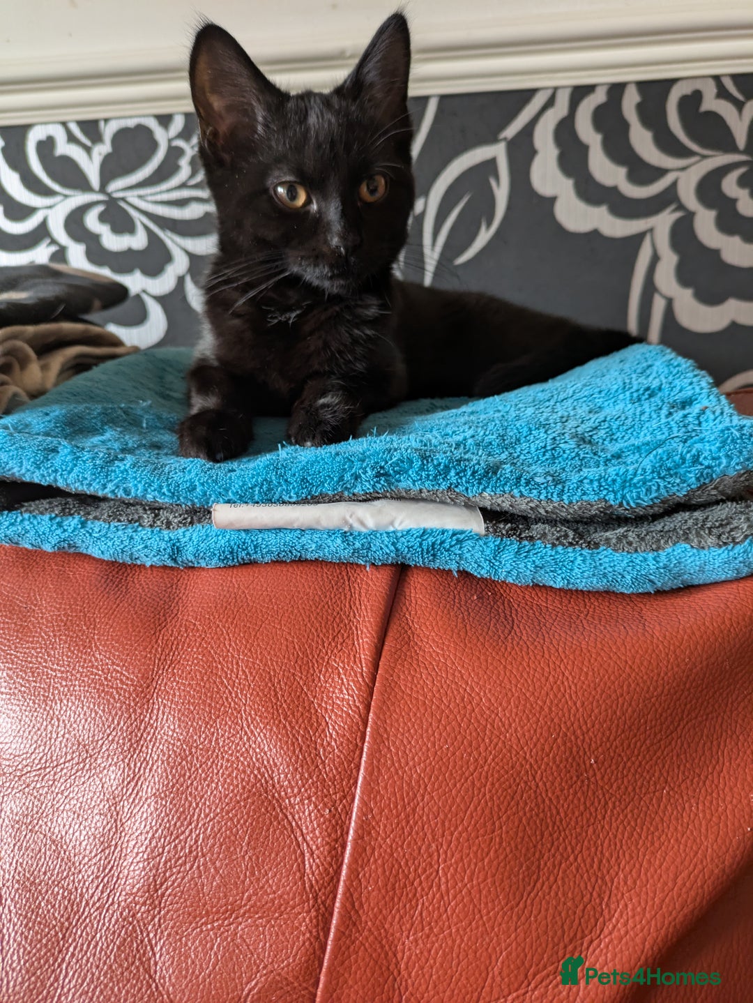 Mixed Breed cats for sale: Beautiful 5month old Kitten. - Image 5
