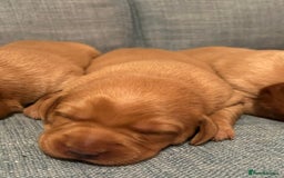 Labrador Retriever dogs for sale: Fox Red, Health Tested, KC Reg Lab Puppies - Advert 18