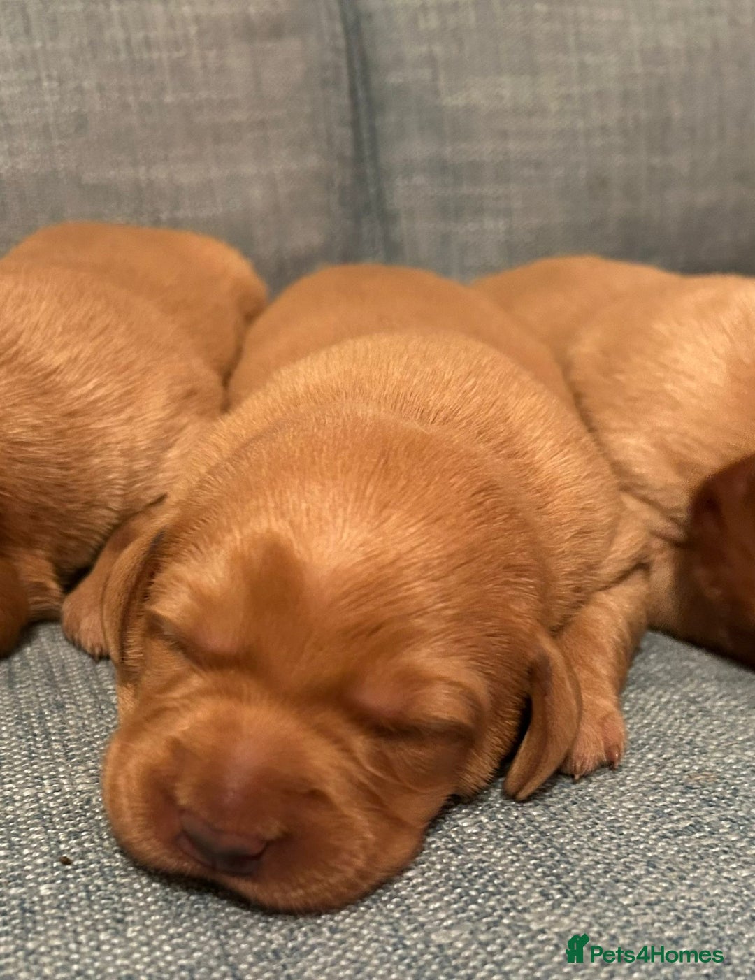 Labrador Retriever dogs for sale: Fox Red, Health Tested, KC Reg Lab Puppies - Advert 18