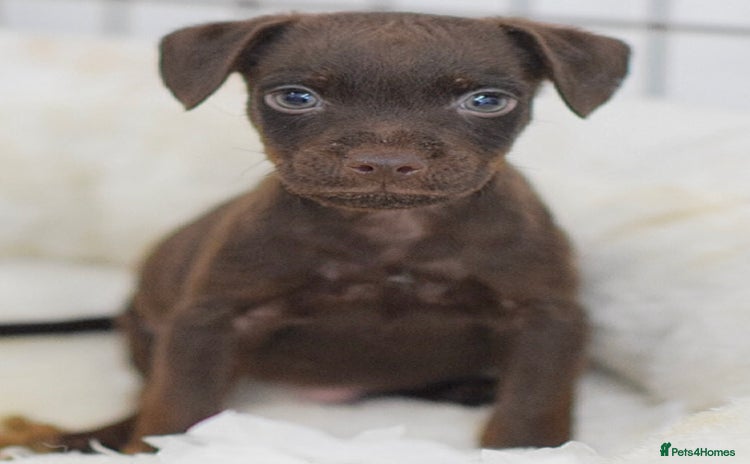 Patterdale Terrier dogs - Advert 2